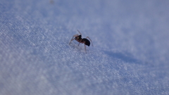 Parapelecopsis nemoralis