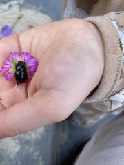 Temnorhynchus retusus
