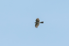 Accipiter virgatus affinis