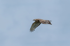 Pernis ptilorhynchus orientalis