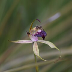 Caladenia paludosa