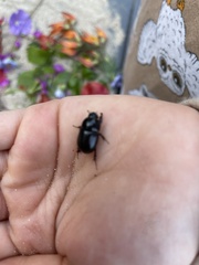 Temnorhynchus retusus