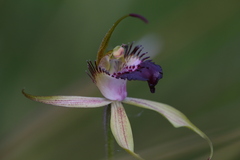 Caladenia paludosa