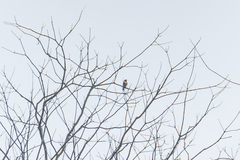 Microhierax fringillarius