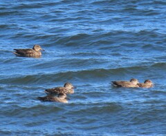 Anas crecca carolinensis