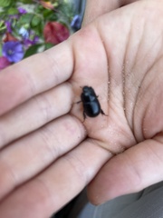 Temnorhynchus retusus