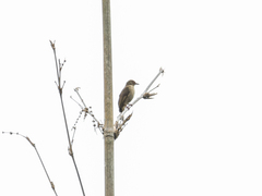 Pycnonotus brunneus brunneus