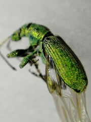 Phyllobius