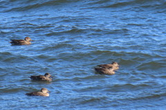 Anas crecca carolinensis