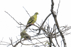 Treron bicinctus bicinctus