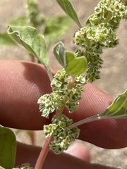 Amaranthus fimbriatus