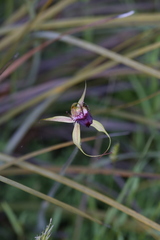 Caladenia paludosa