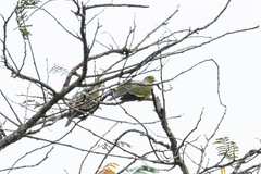 Treron bicinctus bicinctus