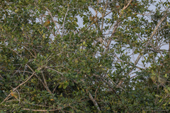 Treron bicinctus bicinctus