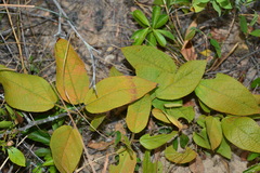 Croton crassifolius