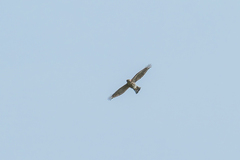 Accipiter virgatus affinis