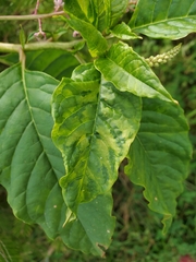 Pokeweed mosaic virus