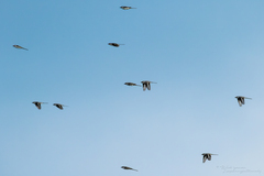 Pericrocotus divaricatus