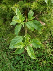Pokeweed mosaic virus