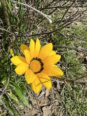 Gazania linearis