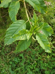 Pokeweed mosaic virus