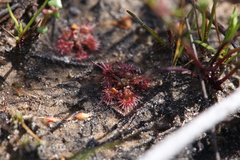 Drosera nitidula