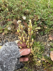 Symphyotrichum ciliatum