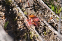 Drosera nitidula