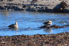 Anas crecca carolinensis