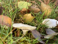 Clitocybe rivulosa