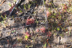 Drosera nitidula