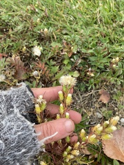 Symphyotrichum ciliatum