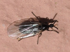 Scatopsidae