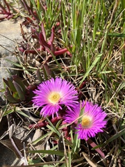 Carpobrotus glaucescens