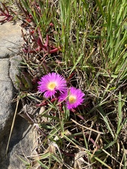 Carpobrotus glaucescens