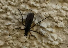 Empidoidea