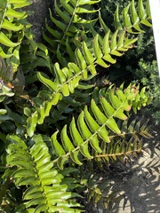 Nephrolepis cordifolia