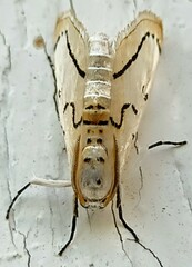 Linosta centralis