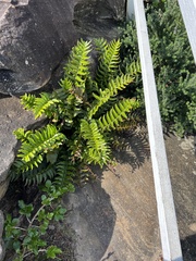 Nephrolepis cordifolia