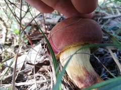 Xerocomellus dryophilus