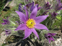 Pulsatilla halleri