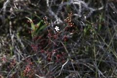 Drosera gigantea