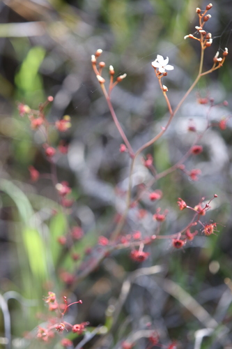 Drosera gigantea