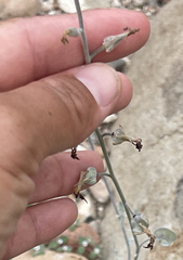 Lyrocarpa