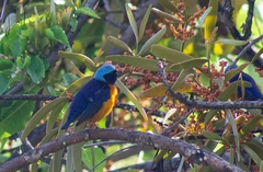 Chlorophonia elegantissima