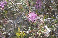Isopogon