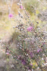 Isopogon