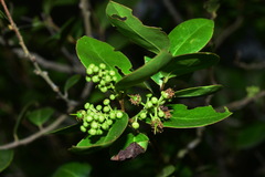 Scolopia oldhamii