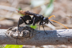 Entypus unifasciatus unifasciatus