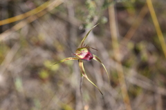 Caladenia paludosa